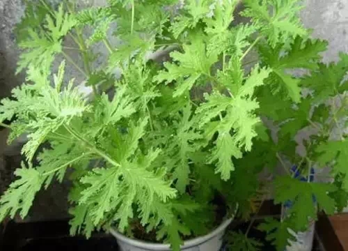 640.webp (12).jpg